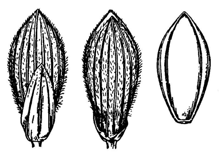 image of Dichanthelium commutatum +, Variable Witchgrass