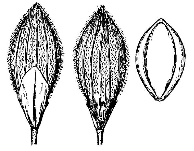 image of Dichanthelium fusiforme, Spindle-fruited Witchgrass