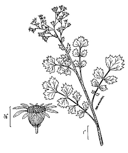 image of Packera glabella, Butterweed, Smooth Ragwort, Smooth Groundsel, Yellowtop