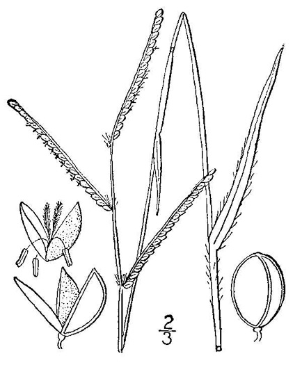 image of Paspalum laeve var. laeve, Field Crowngrass, Field Paspalum