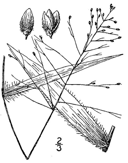 image of Dichanthelium commutatum +, Variable Witchgrass