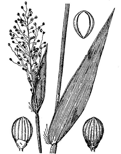 image of Dichanthelium sphaerocarpon, Round-fruited Witchgrass, Roundseed Witchgrass