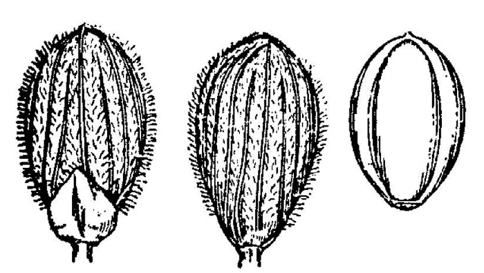 image of Dichanthelium laxiflorum, Open-flower Witchgrass, Open-flower Rosette Grass