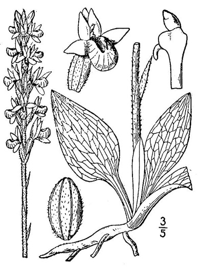 image of Goodyera pubescens, Downy Rattlesnake-orchid, Downy Rattlesnake-plantain