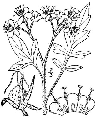 image of Phacelia bipinnatifida, Fernleaf Phacelia, Purple Phacelia, Forest Phacelia