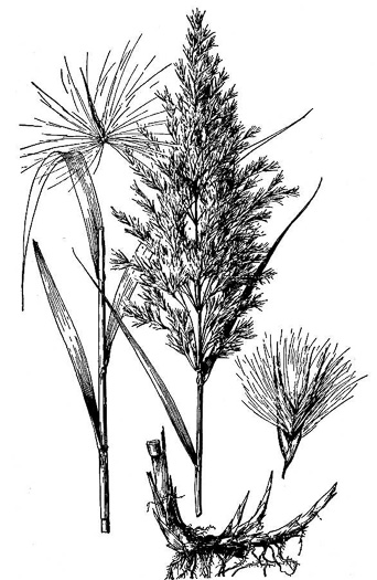 image of Phragmites australis, Common Reed, Old World Reed