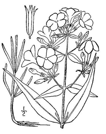 image of Phlox glaberrima, Smooth Phlox