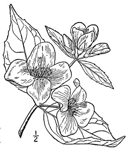 image of Philadelphus inodorus, Appalachian Mock-orange, Scentless Mock-orange