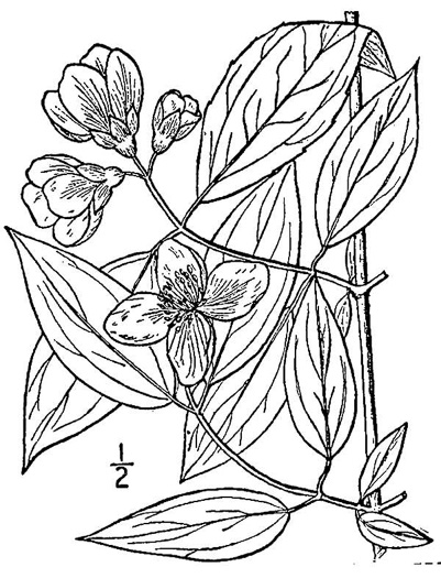 drawing of Philadelphus inodorus, Appalachian Mock-orange, Scentless Mock-orange