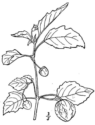 image of Physalis angulata, Smooth Ground-cherry, Cutleaf Ground-cherry