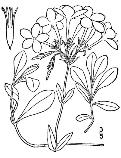 image of Phlox stolonifera, Creeping Phlox