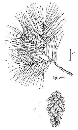 image of Pinus glabra, Spruce Pine, Walter's Pine