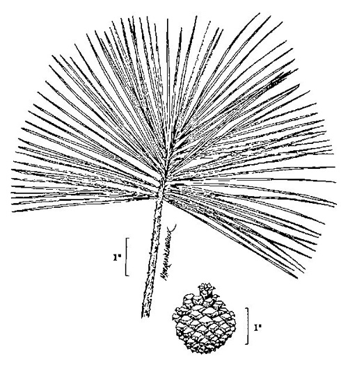 image of Pinus rigida, Pitch Pine