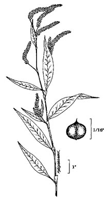 image of Persicaria densiflora, Dense-flower Smartweed