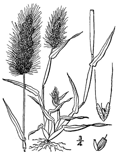 image of Polypogon monspeliensis, Annual Rabbitfoot Grass, Beardgrass, Annual Beardgrass