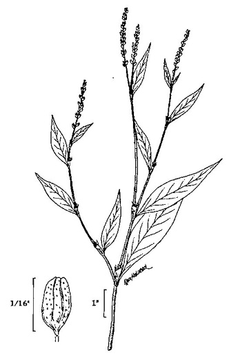 image of Persicaria punctata, Dotted Smartweed