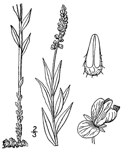 image of Polygala senega +, Seneca Snakeroot