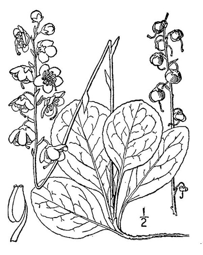 drawing of Pyrola americana, Rounded Shinleaf, Roundleaf Pyrola, American Wintergreen