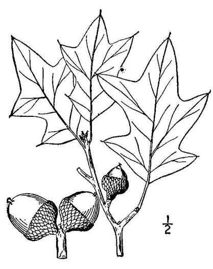 image of Quercus ilicifolia, Bear Oak, Scrub Oak