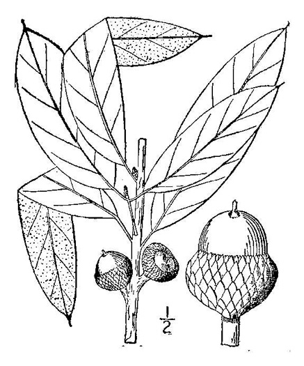 image of Quercus imbricaria, Shingle Oak