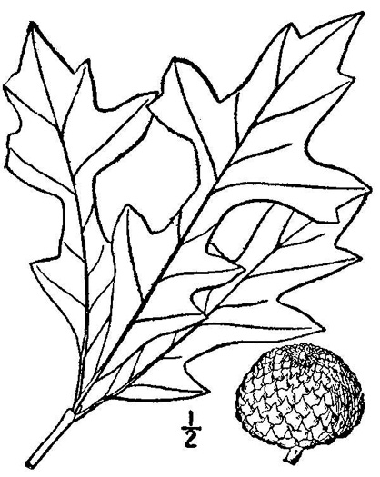 image of Quercus lyrata, Overcup Oak