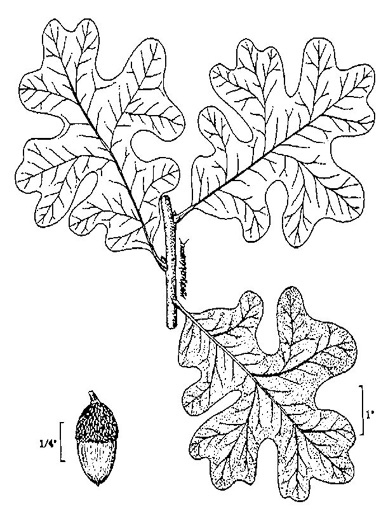 image of Quercus stellata, Post Oak