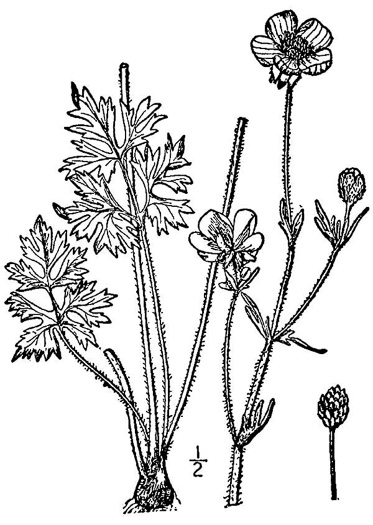 image of Ranunculus bulbosus, Bulbous Buttercup