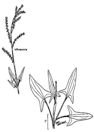 image of Acetosa acetosella, Sheep Sorrel, Red Dock, Sourgrass, Field Sorrel