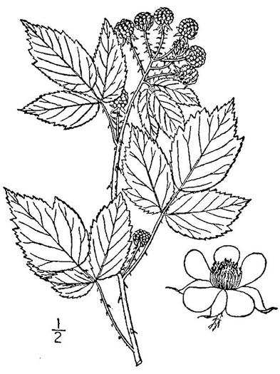 image of Rubus occidentalis, Black Raspberry, Blackcap