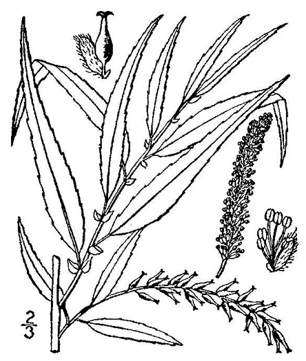 image of Salix nigra, Black Willow