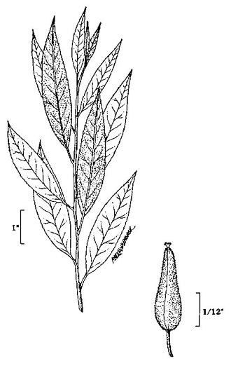 image of Salix sericea, Silky Willow, Shrub Willow, Satin Willow