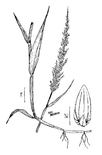 image of Sacciolepis striata, American Cupscale