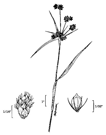 image of Scirpus georgianus, Georgia Bulrush