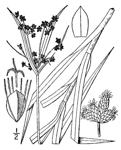 image of Scirpus polyphyllus, Leafy Bulrush