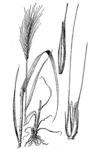 image of Secale cereale, Cereal Rye, Cultivated Rye