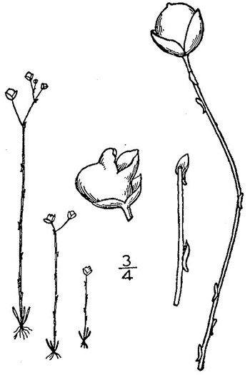 image of Utricularia subulata, Slender Bladderwort, Zigzag Bladderwort