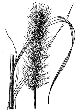 image of Setaria corrugata, Coastal Plain Bristlegrass