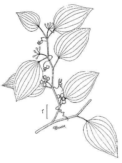 image of Smilax walteri, Coral Greenbrier, Red-berried Swamp Smilax