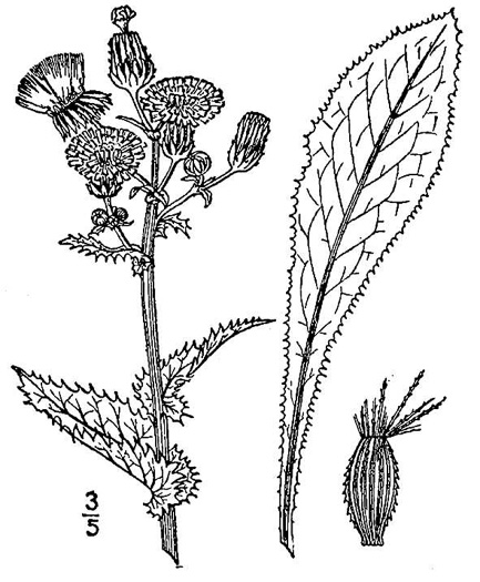 image of Sonchus asper, Prickly Sowthistle, Spiny-leaf Sowthistle