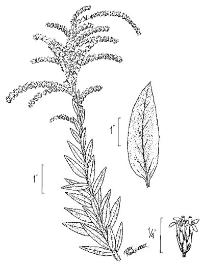 image of Solidago fistulosa, Pine Barren Goldenrod, Hairy Pineywoods Goldenrod, Shaggy Pineywoods Goldenrod