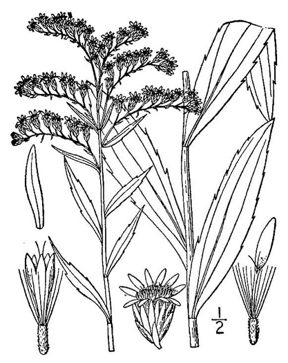 image of Solidago gigantea, Smooth Goldenrod, Late Goldenrod, Giant Goldenrod