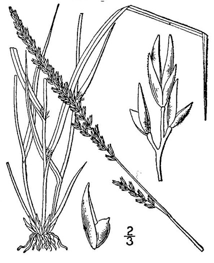 image of Sporobolus compositus var. compositus, Tall Dropseed