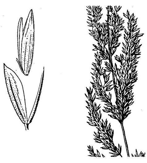 image of Sphenopholis intermedia, Slender Wedgegrass