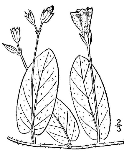 image of Stylisma humistrata, Southern Dawnflower