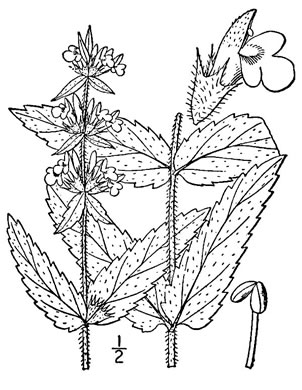 image of Stachys palustris, marsh hedgenettle