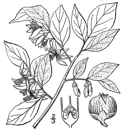 image of Styrax americanus var. pulverulentus, Downy American Snowbell