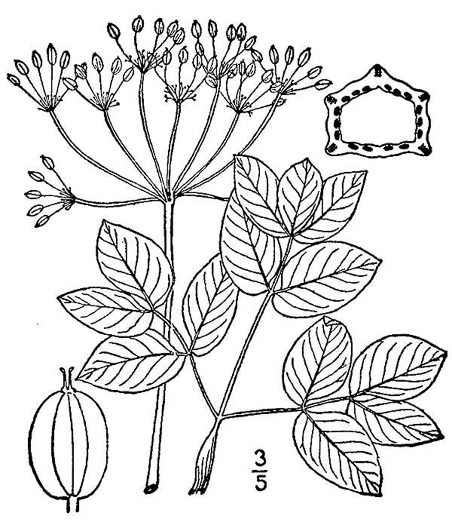 image of Taenidia integerrima, Yellow Pimpernel