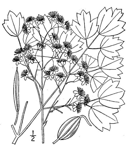 image of Thalictrum coriaceum, Appalachian Meadowrue, Maid-of-the-mist