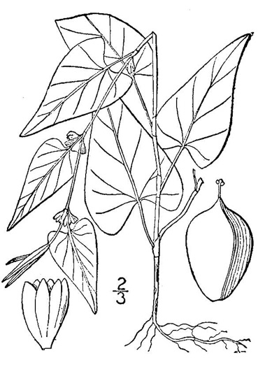 image of Fallopia convolvulus, Climbing Buckwheat, Nimblewill, Black Bindweed