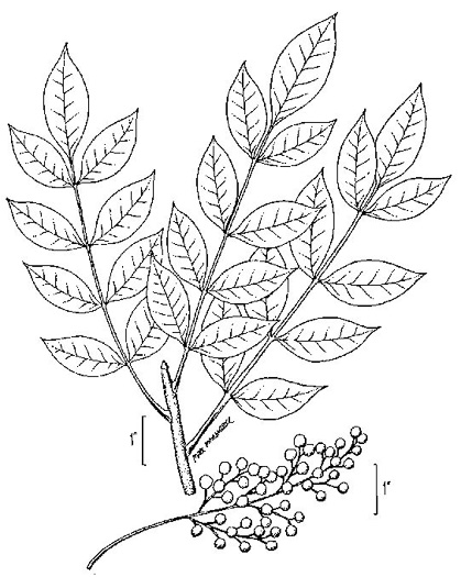 image of Toxicodendron vernix, Poison Sumac, Thunderwood